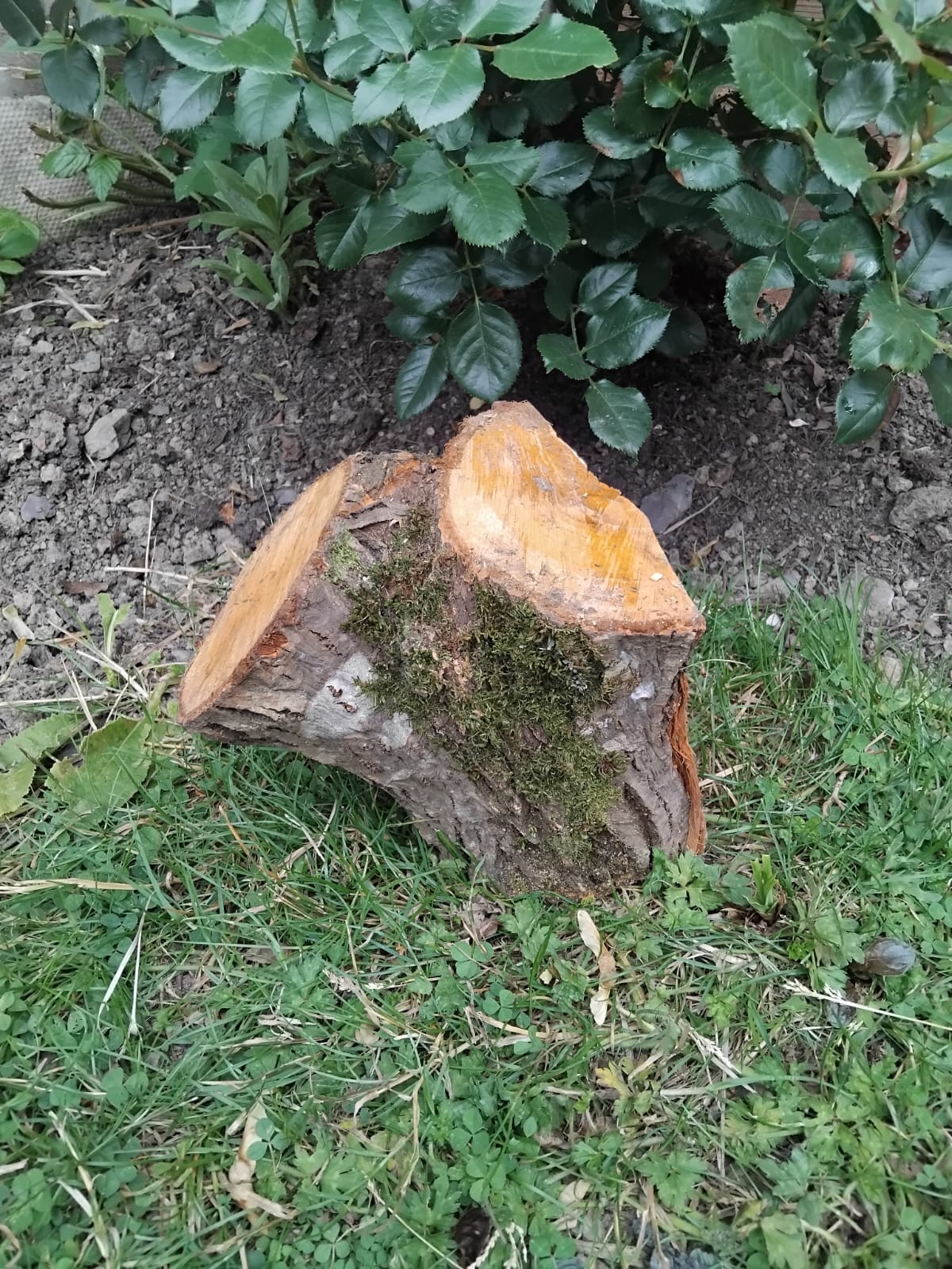 Large Habitat Log 21 x 24cm, 2.5kg