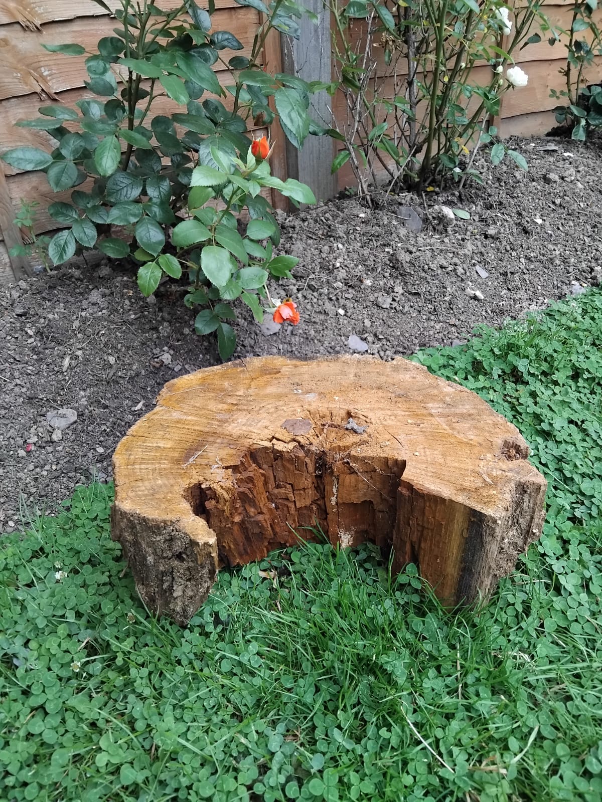 Habitat Log - 36 x 17cm